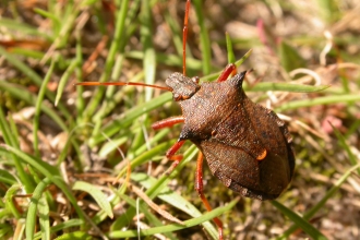 Spiked Shield Bug