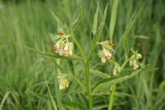 Common Comfrey