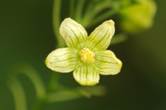 White Bryony