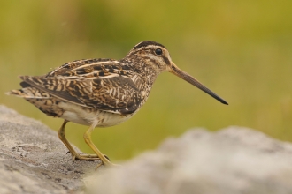 Common Snipe