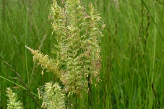 Crested Dog's-tail