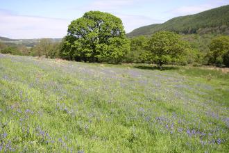 Glenarm bluebell field