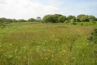 Meadow at Inishargy Bog