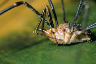 Harvestman (Phalangium opilio) male