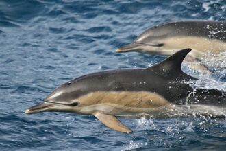 Common Dolphins
