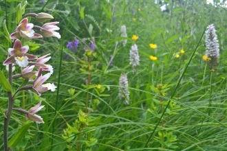 Orchids at Milford Cutting Nature Reserve