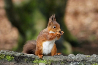 Red squirrel