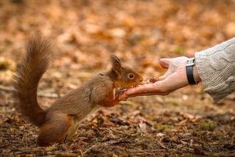 Red squirrel 