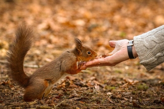 Red squirrel 