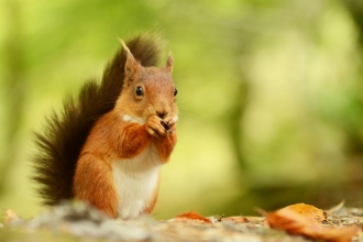 Red squirrel 