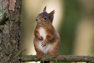 Red squirrel
