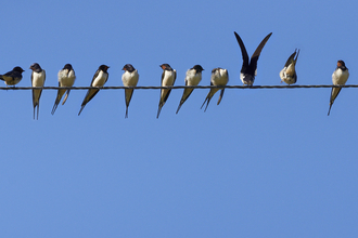 Group of swallows 