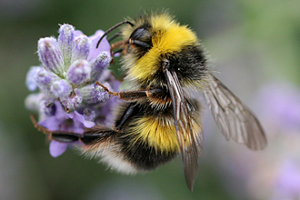 White tailed bumblebee