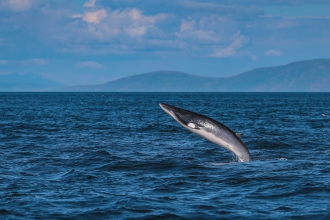 Minke whale