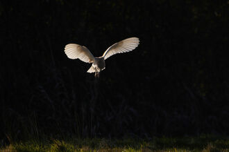Barn owl (c) David Tipling/2020Vision