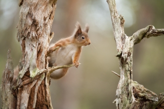 Red squirrel (c) Mark Hamblin 