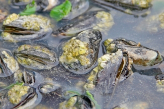 Coastal Foraging Rostrevor 2017