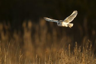 Barn owl (c) Danny Green 2020 Vision