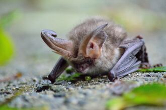 Long eared bat (c) Liam O'Hara