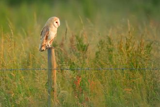 Barn owl (c) Jon Hawkins 