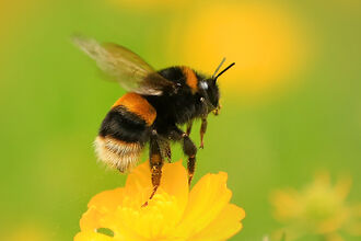 Buff tailed bumblebee (c) Jon Hawkins 