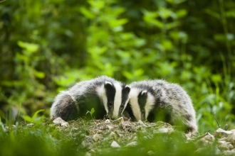 Badger cubs (c) E Neep