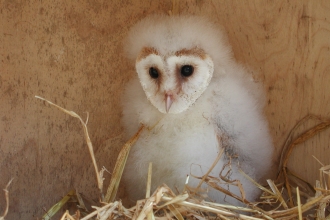 Barn owl chick