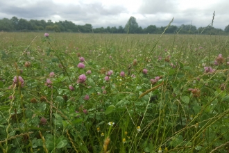 Former sewage lagoons transformed into wildlife haven