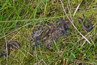 Lounging lizards lurking in hot spot in Belfast Hills
