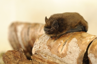 Pipistrelle bat (c) Amy Lewis