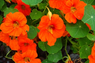 nasturtium
