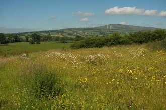 Wildflower meadow