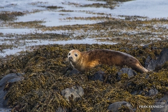 Curious local (grey seal) (c) Fran Kennedy