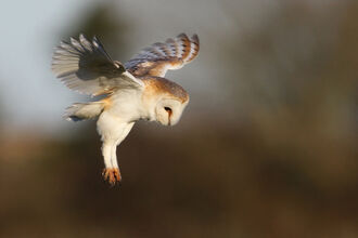 Barn owl