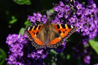 Butterfly Small Tortoiseshell