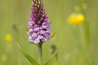 Common spotted orchid 