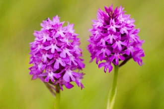 Pyramidal orchid