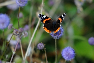 Red admiral