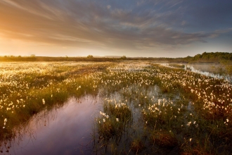 Ballynahone Bog (c) Ben Hall 2020 Vision