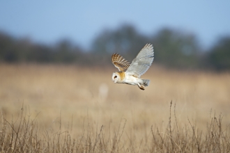 Barn owl (c) David Tipling