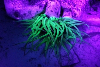 Snakelocks anemone (c) Olle Akesson