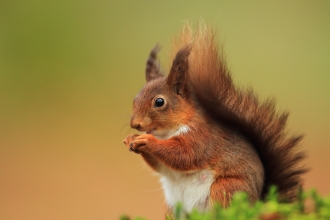 Pic: Red Squirrel (c) Ronald Surgenor