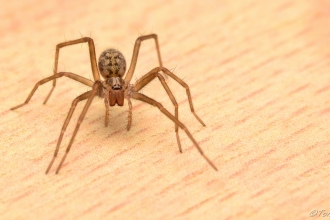 House spider