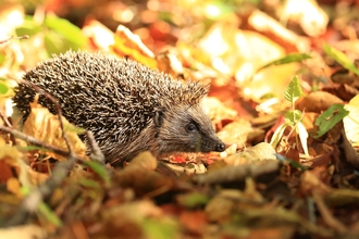 Hedgehog (c) Ronald Surgenor