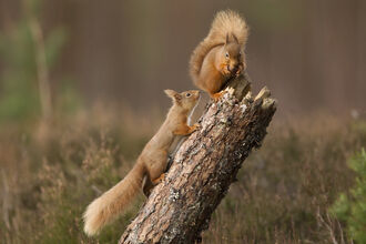 Two red squirrels (c) Peter Cairns 