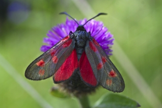 Six-spot burnet moth (c) Mike Hartwell