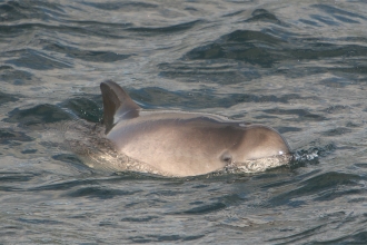 Harbour porpoise (c) Randal Counihan