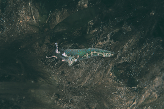 solar powered sea slug