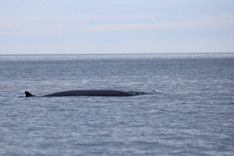 Minke whale Isle of Muck July 2020