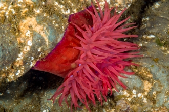 Beadlet anemone open